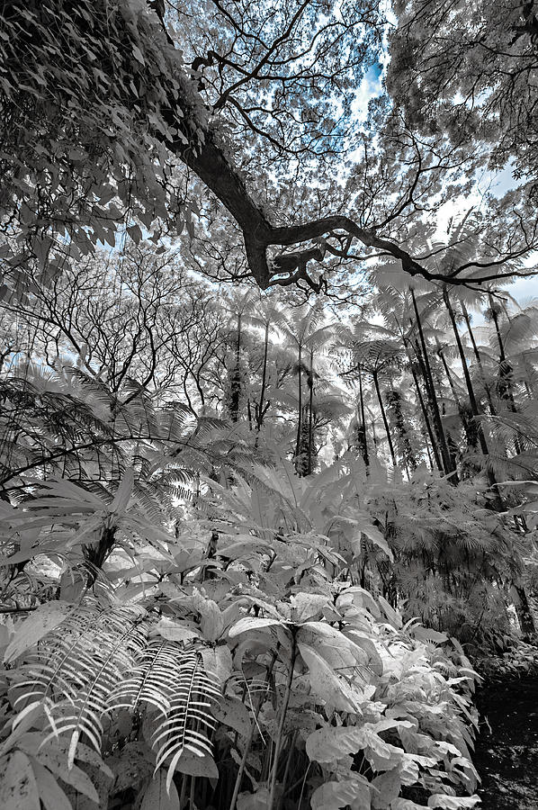 The Jungle in Infrared 2 Photograph by Jason Chu
