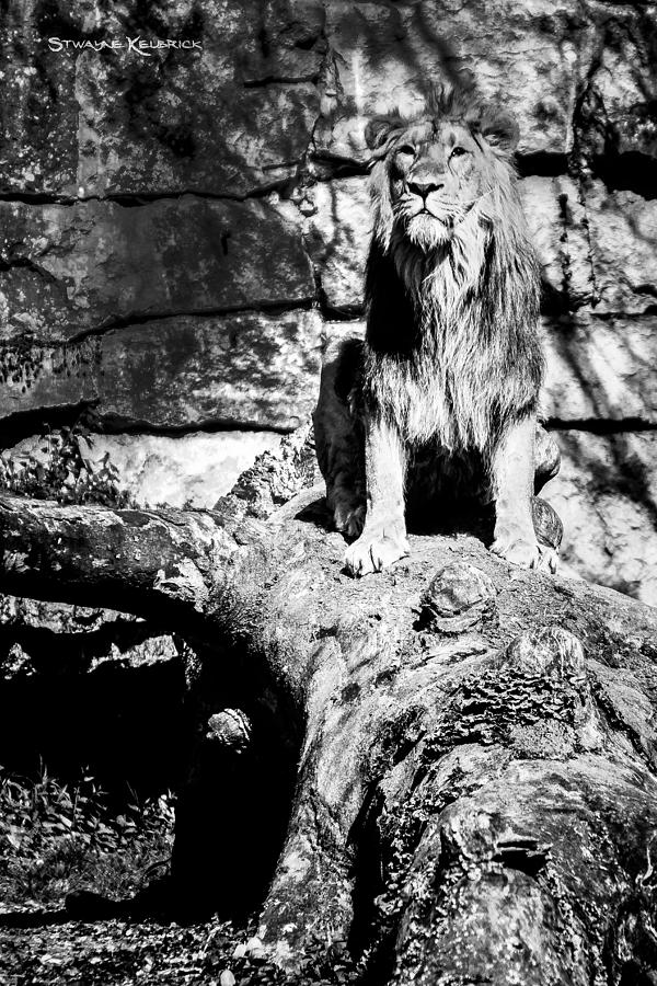 Lion Photograph - The jungle king by Stwayne Keubrick Lion Photograph - The jungle king by Stwayne Keubrick
