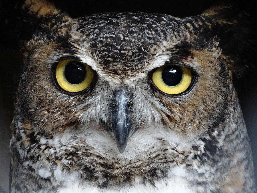 The Kansas Great Horned Owl Photograph by Rebecca Overton