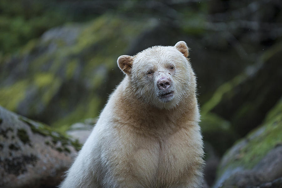 The Kermode or Spirit Bear Photograph by Bill Cubitt