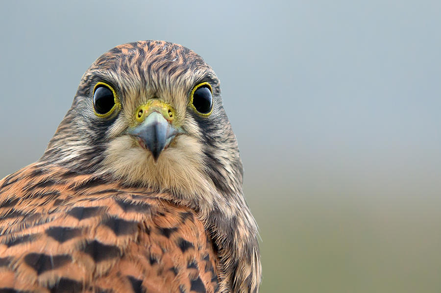 The Kestrel face to face Photograph by Torbjorn Swenelius