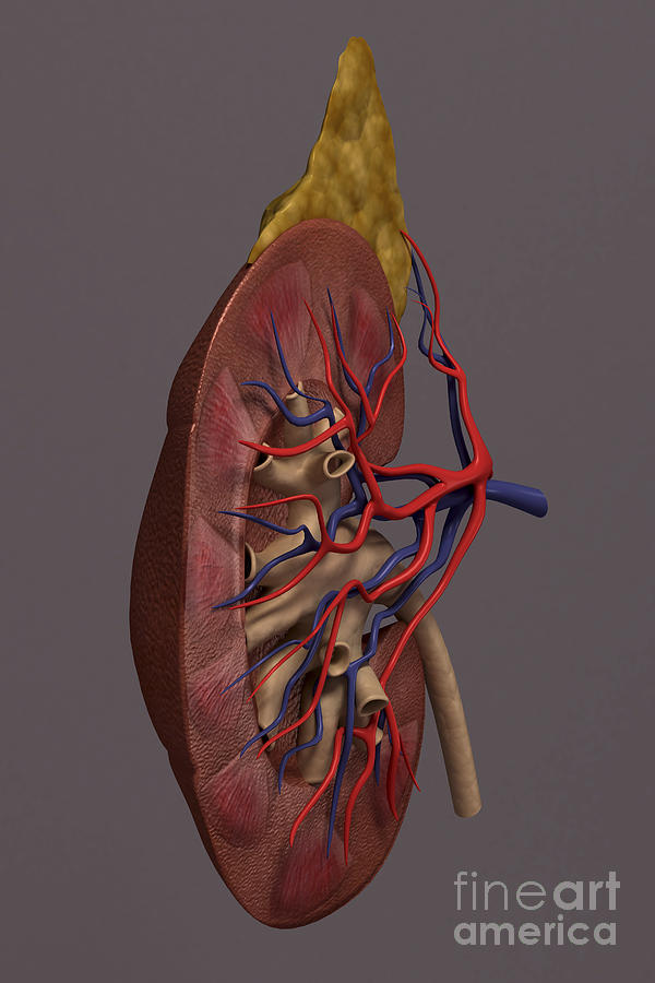 Organ Photograph - The Kidney Sectioned by Science Picture Co