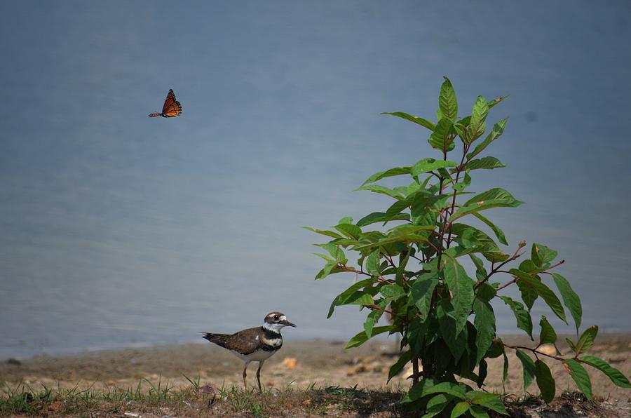 The Killdeer and the Monarch Photograph by Maria Urso