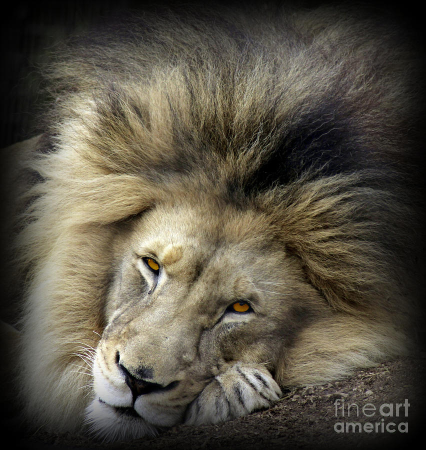 Wildlife Photograph - The King by C Ray Roth