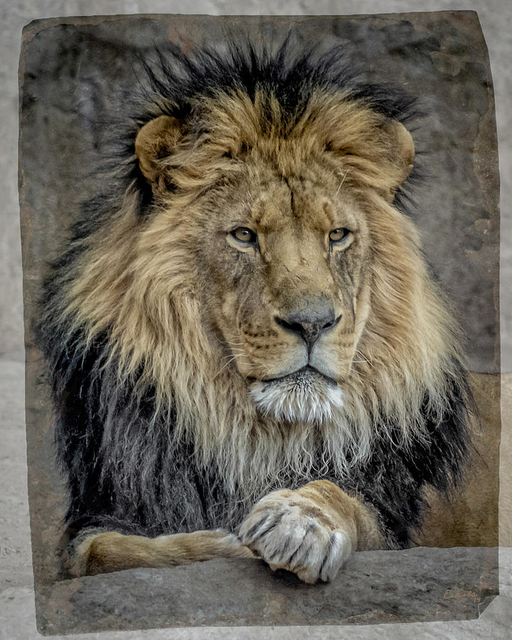 Lion Photograph - The King by Ernest Echols