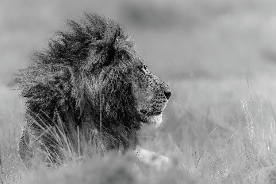 Wildlife Photograph - The King Is Alone by Massimo Mei