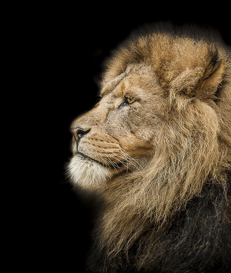 Wildlife Photograph - The King is dead long live the King by Paul Neville