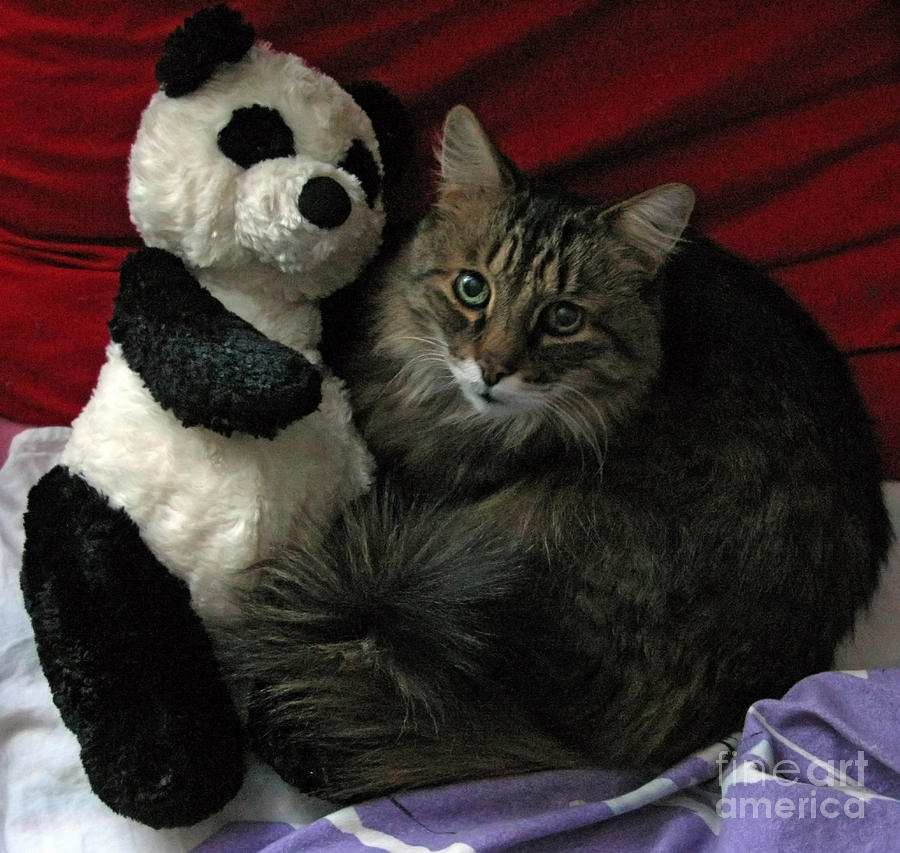 Cat Photograph - The King Kitty and Panda 01 by Ausra Huntington nee Paulauskaite