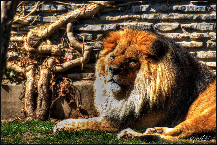 Lion Photograph - The King Lazy Boy At The Buffalo Zoo by Michael Frank Jr Lion Photograph - The King Lazy Boy At The Buffalo Zoo by Michael Frank Jr