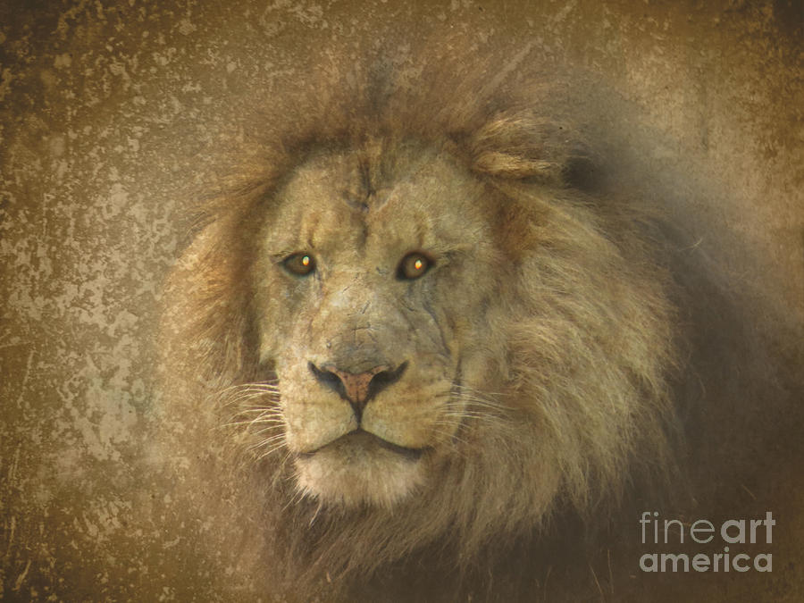 King of the Jungle Photograph by Dawn Gari