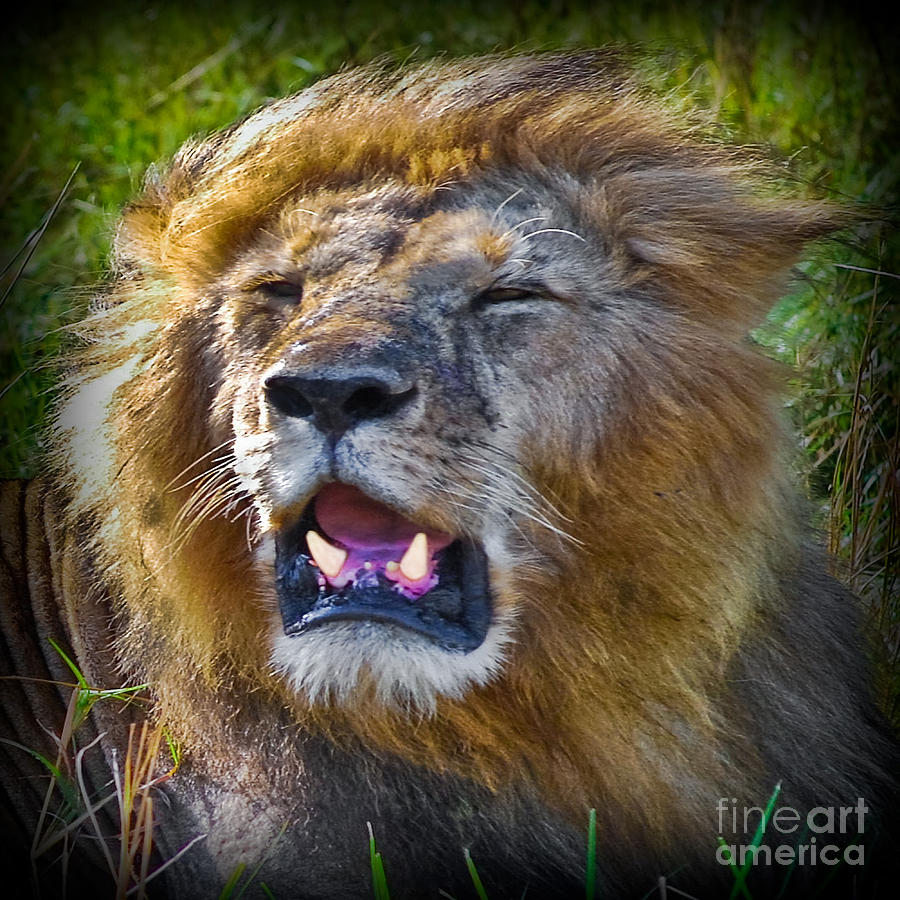 The King Of The Jungle Photograph by Gary Keesler