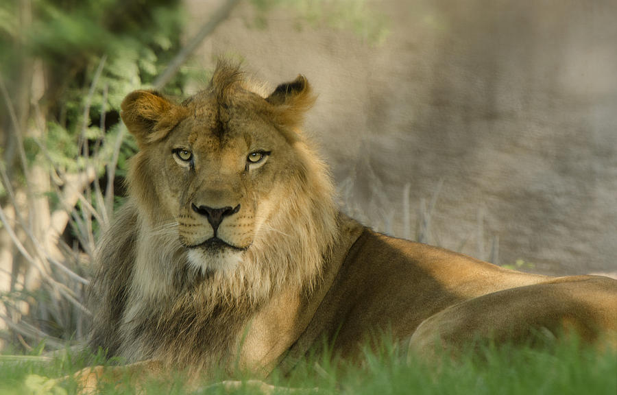 The King of the Jungle  Photograph by Saija Lehtonen