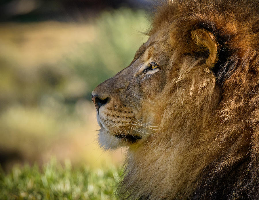 The King Photograph by William Sawtell - Fine Art America