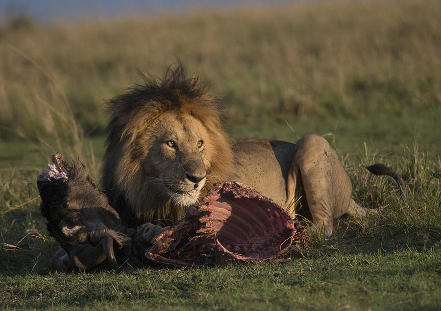 the Kings Meal Photograph by Wade Aiken