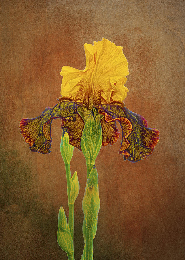The Kings Prize Iris Photograph by Michael Peychich