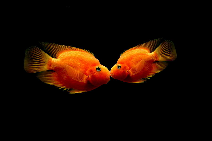 Fish Photograph - The Kiss by Heike Hultsch