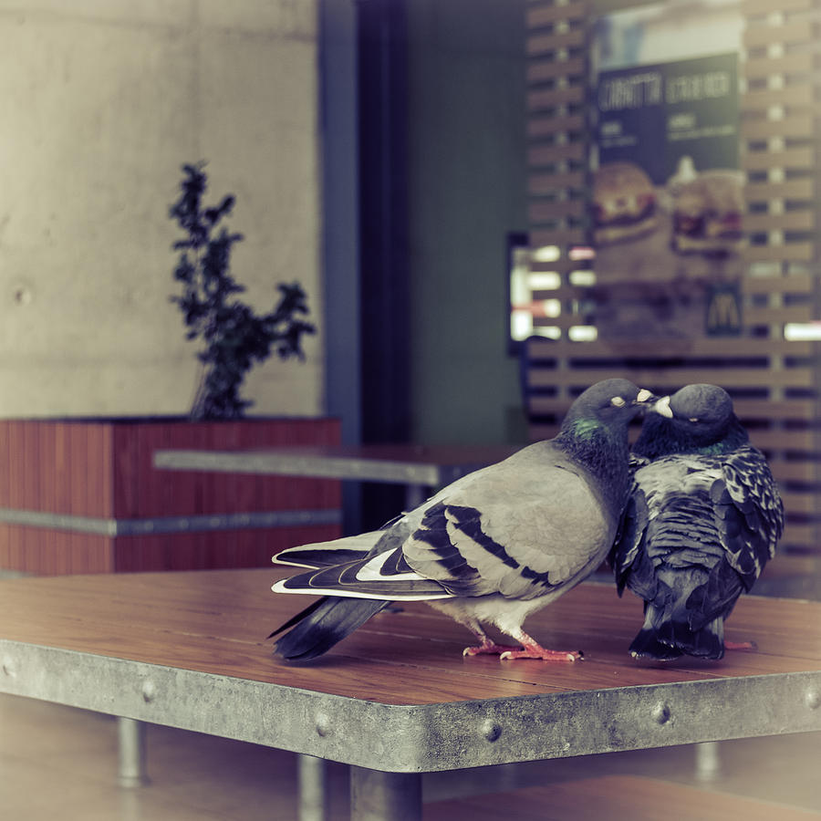 Pigeon Photograph - The Kiss by Marco Oliveira