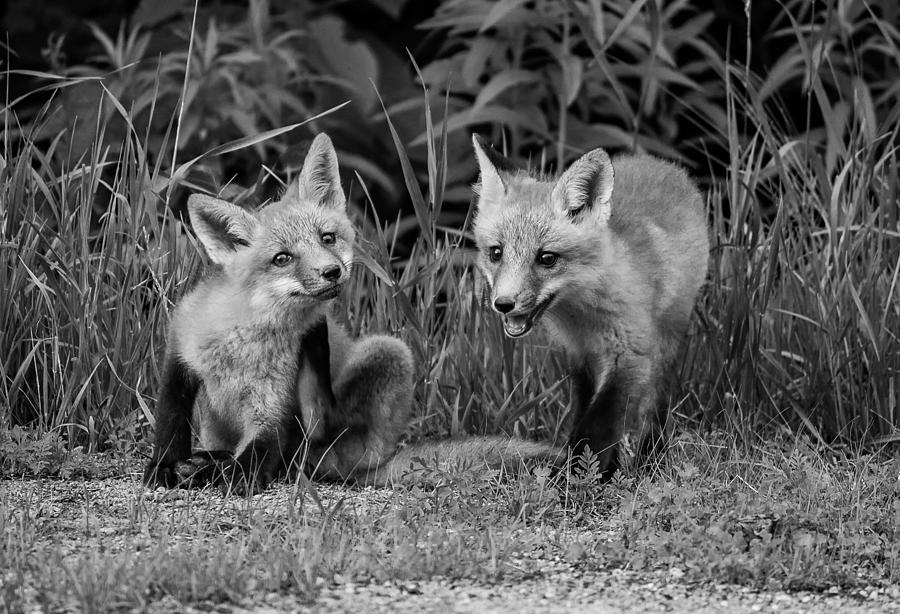 Wildlife Photograph - The Kits monochrome by Steve Harrington