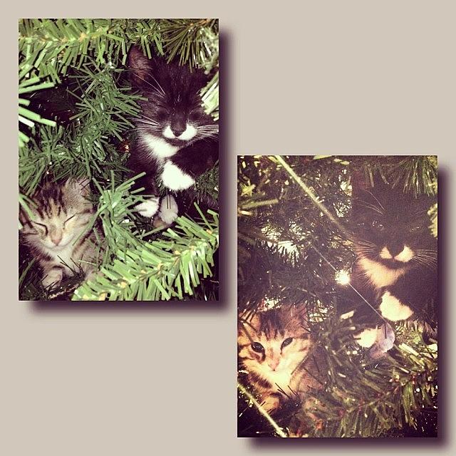 The Kittens Thought The Christmas Tree Photograph by Sarah Steele