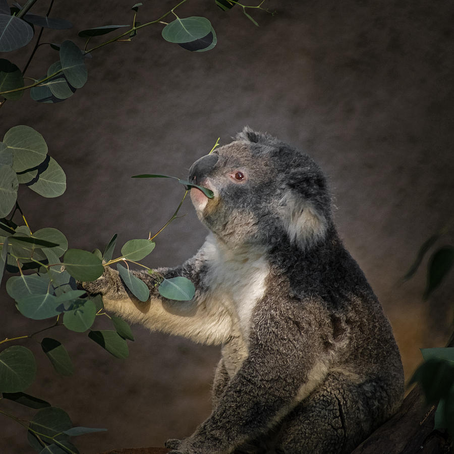 Animal Digital Art - The Koala by Ernest Echols