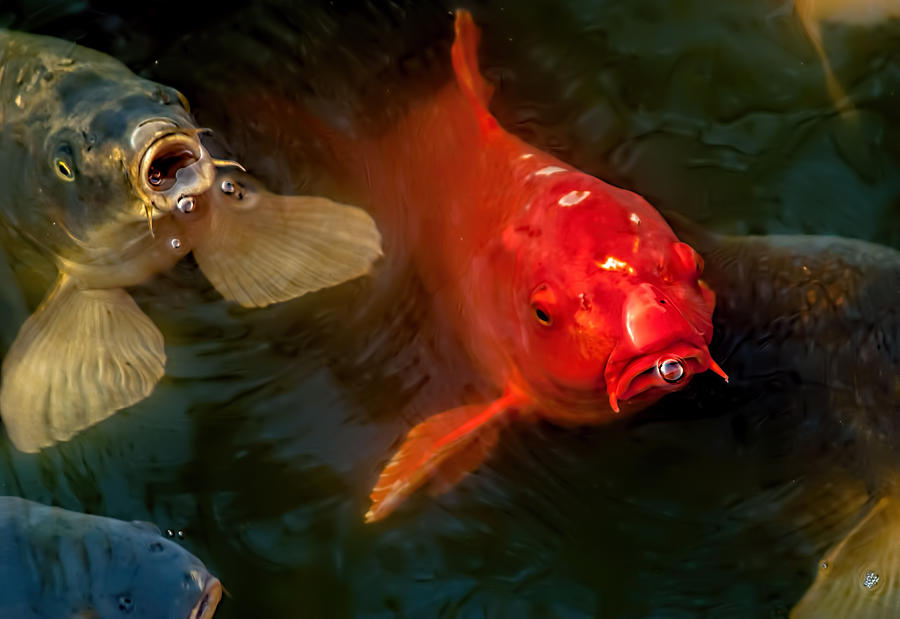 The Koi Photograph by Kevin Duke