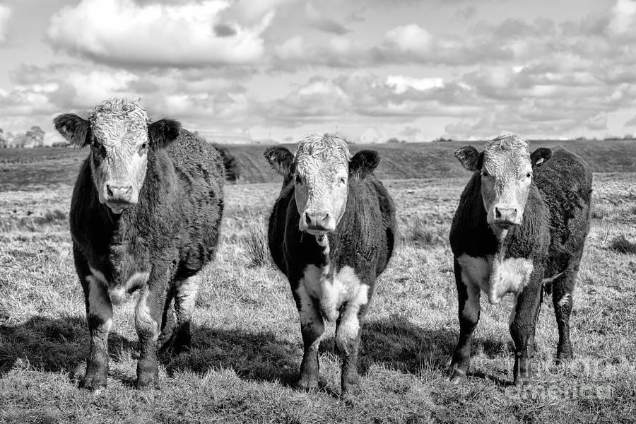 Sheep Photograph - The ladies three cows by John Farnan