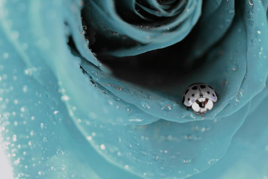 Ladybug Photograph - The Lady and Her rose by The Art Of Marilyn Ridoutt-Greene