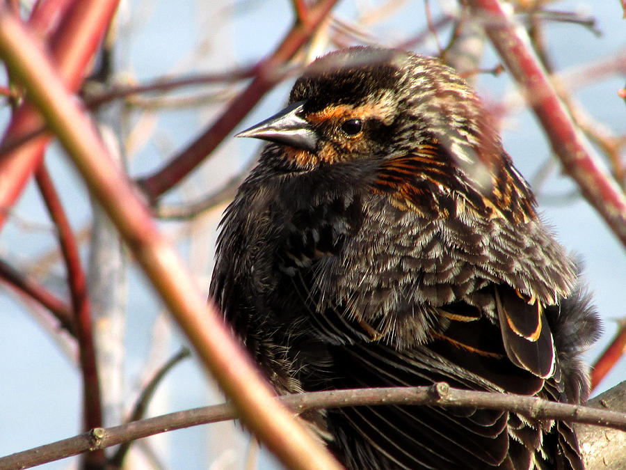 The Lady Blackbird Photograph by Kimberly Mackowski
