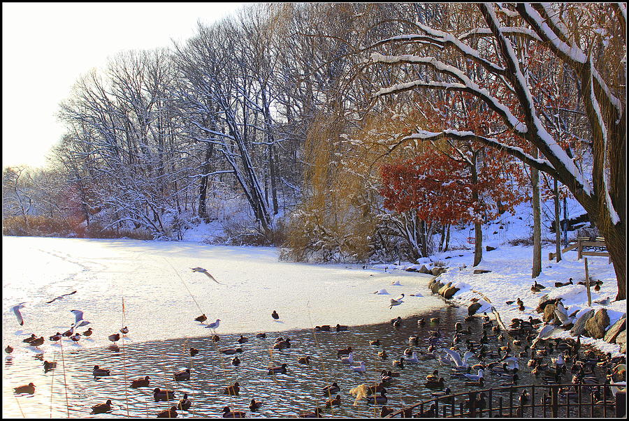 Winter Photograph - The Lake in Winter by Dora Sofia Caputo