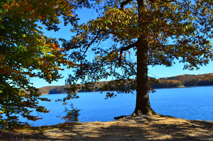 Autumn Trees on Blue Lake Photograph by Stacie Siemsen