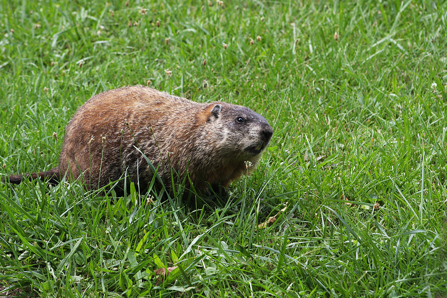 The Land Beaver Photograph