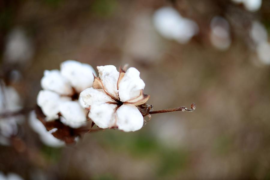The Land of Cotton Photograph by Linda Mishler