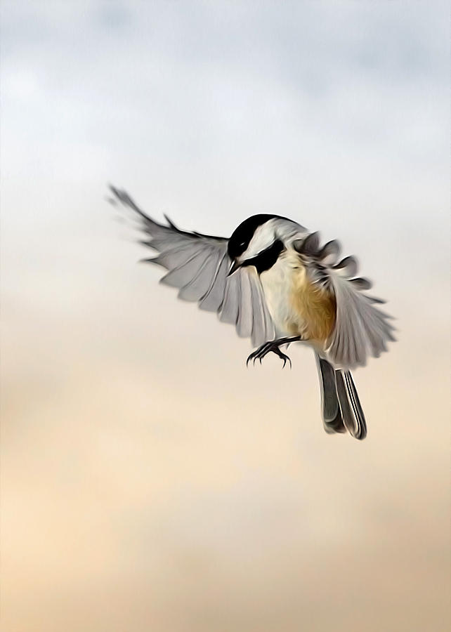 Chickadee Photograph - The landing by Bill Wakeley