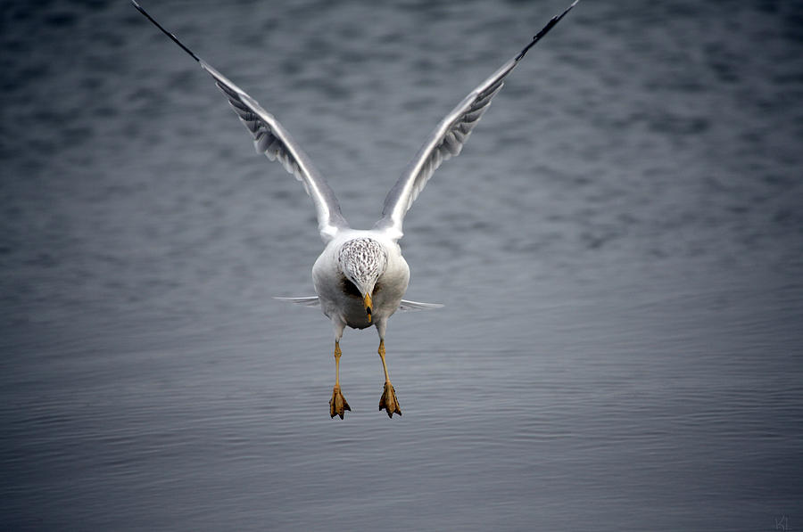 Seagull Photograph - The Landing by Karol Livote