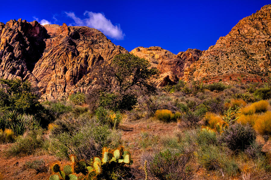 The Landscape of Red Rock Canyon Nevada Photograph by David Patterson