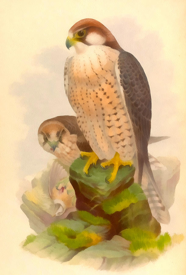 The Lanner Falcon Digital Art by Vintage File Collection