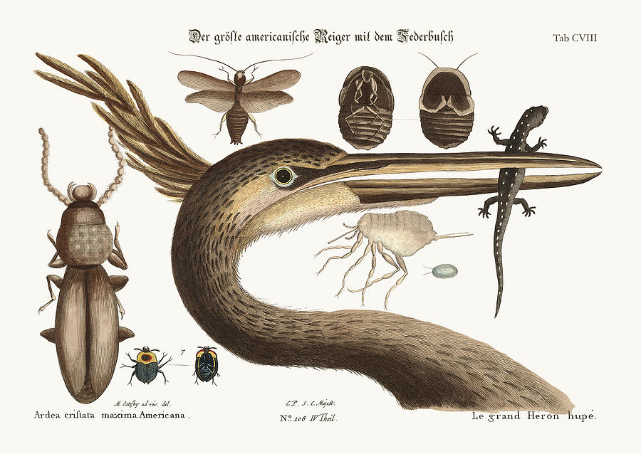 Mark Catesby Drawing - The largest crested Heron by Splendid Art Prints