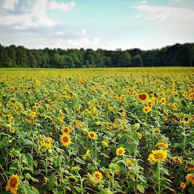 Summer Photograph - The Largest Field Of Sunflowers Ive by Casey  Moretz 