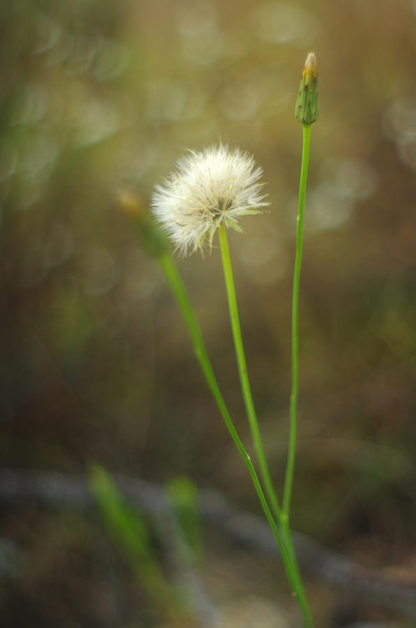 The Last Dandelion Photograph by Suzanne Powers
