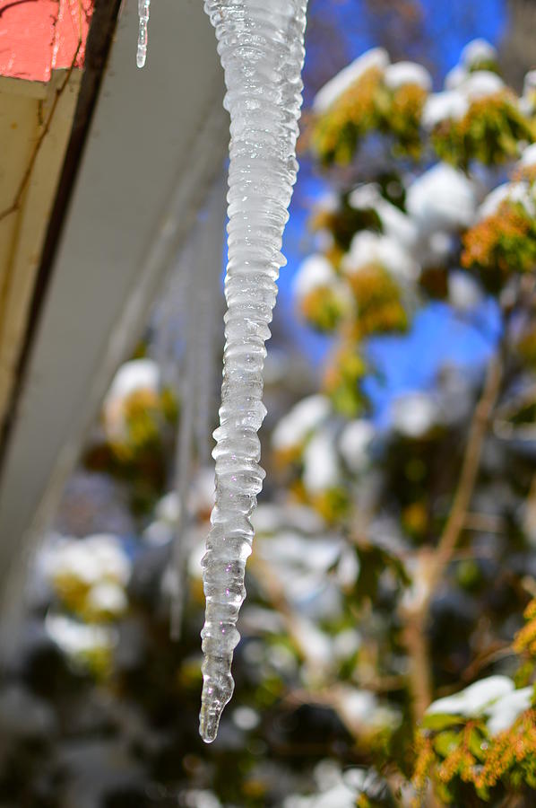 The Last Icicle hangs on Photograph by Stacie Siemsen
