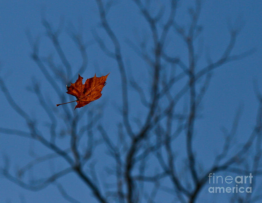 The Last Leaf Fell Photograph by Douglas Stucky