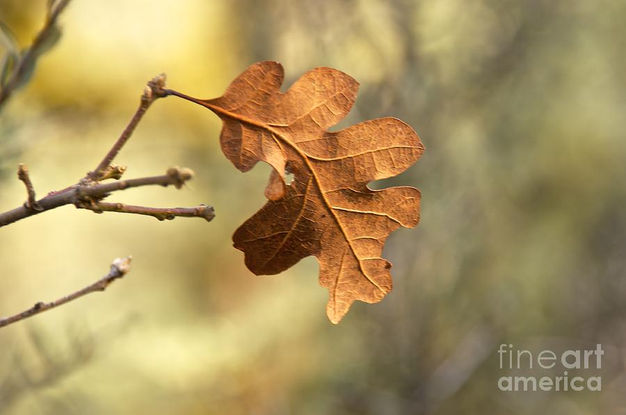 The Last Leaf Photograph by Sean Griffin
