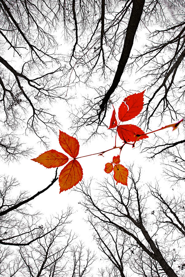 The last leaves of November Photograph by Robert Charity