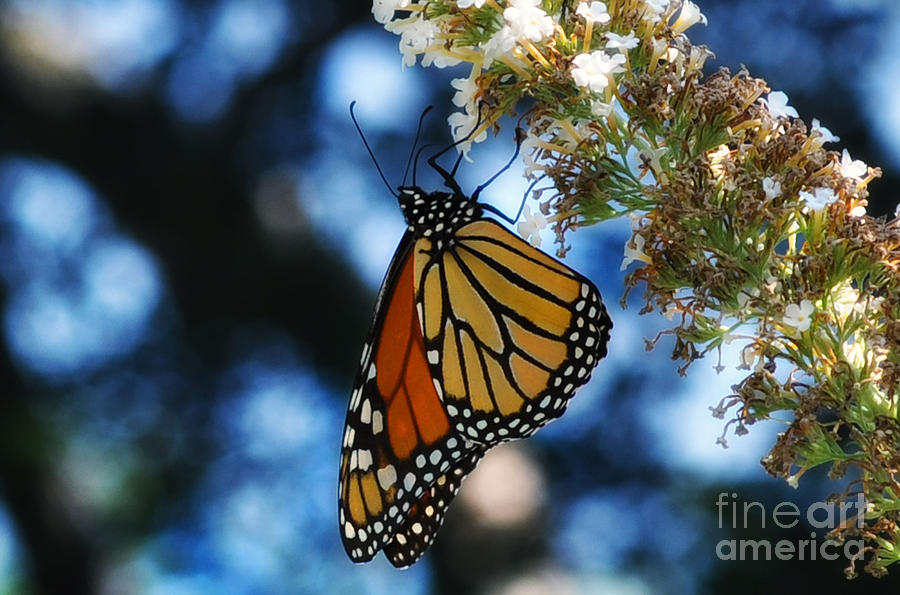 The Last Monarch of the Season Photograph by Elaine Manley