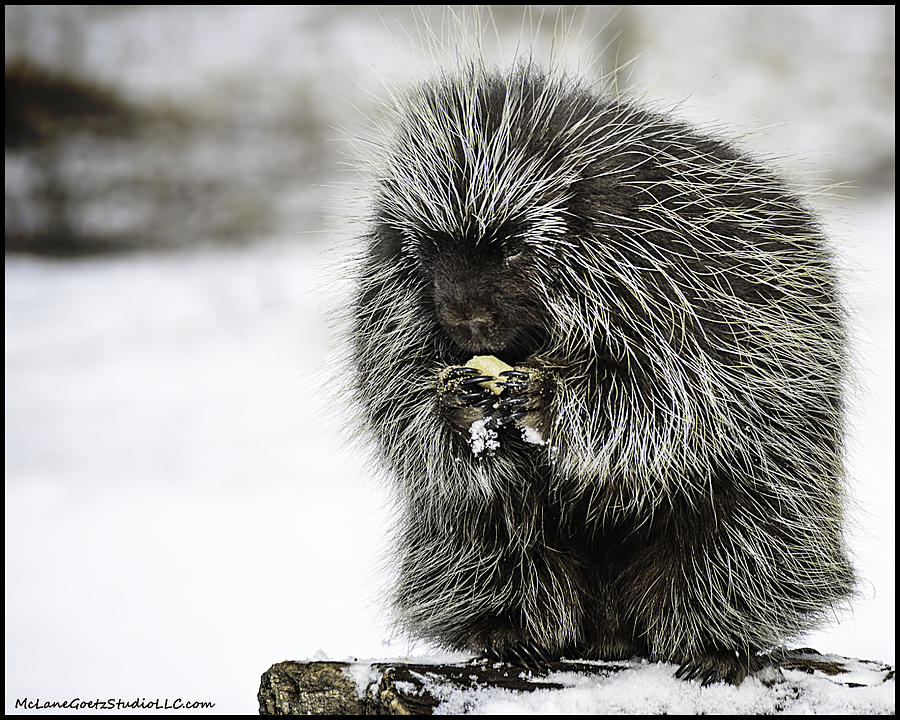 The last of the porcupines winter stash Photograph by LeeAnn McLaneGoetz McLaneGoetzStudioLLCcom