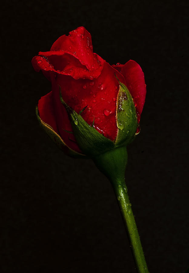 Rose Photograph - The Last One by Nick Boren