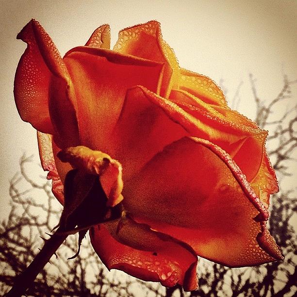 Rose Photograph - The Last #rose by Caryn Jackson