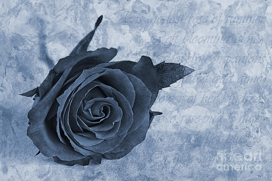 Nature Photograph - The last rose of summer cyanotype by John Edwards