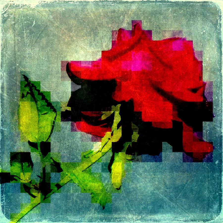 The Last Rose Of Summer Photograph by Jodie Marie Anne Richardson Traugott          aka jm-ART