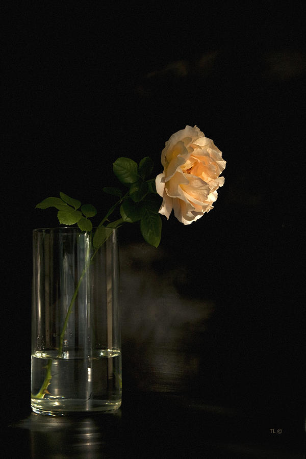 The Last Rose Of Summer Photograph by Theresa Tahara